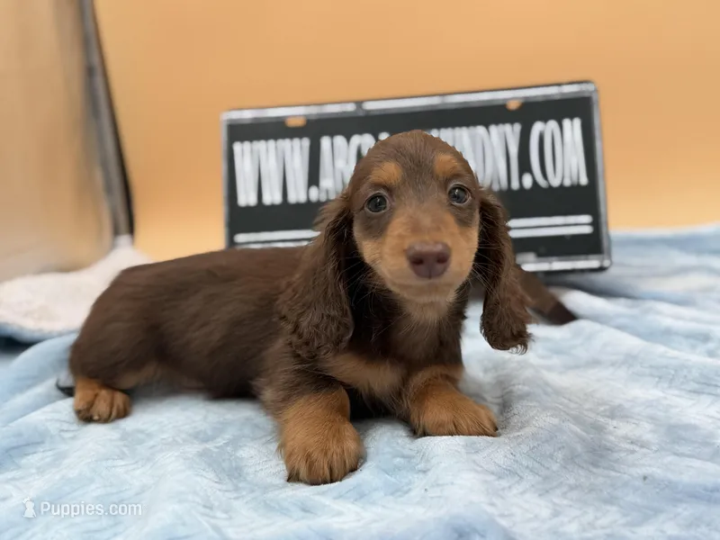 Russian overbite, a male Miniature Dachshund for sale in Oneonta, NY – Photo 1 of 10