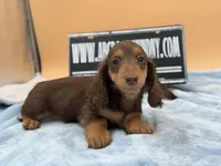 Russian overbite, a male Miniature Dachshund for sale in Oneonta, NY – Photo 1 of 10