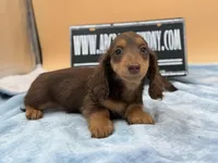 Russian overbite, a male Miniature Dachshund for sale in Oneonta, NY – Photo 6 of 10