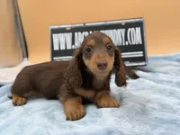 Russian overbite, a male Miniature Dachshund for sale in Oneonta, NY – Photo 2 of 10