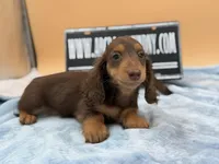 Russian overbite, a male Miniature Dachshund for sale in Oneonta, NY – Photo 3 of 10