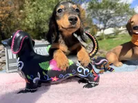 Russian AKC dapple, a female Miniature Dachshund for sale in Oneonta, NY – 6 of 10