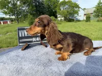 Russian akc, a male Miniature Dachshund for sale in Oneonta, NY – 6 of 9