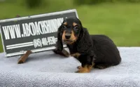 Ch russian, a male Miniature Dachshund for sale in Oneonta, NY – 4 of 10