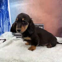 Import Full AKC, a male Miniature Dachshund for sale in Oneonta, NY – Photo 6 of 9