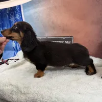 Import Full AKC, a male Miniature Dachshund for sale in Oneonta, NY – Photo 1 of 9