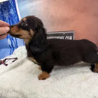 Import Full AKC, a male Miniature Dachshund for sale in Oneonta, NY – Photo 9 of 9