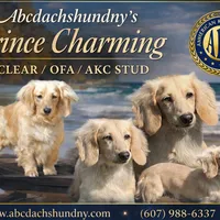 Import Full AKC, a male Miniature Dachshund for sale in Oneonta, NY – Photo 2 of 9