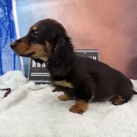 Import Full AKC, a male Miniature Dachshund for sale in Oneonta, NY – Photo 7 of 9