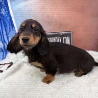 Import Full AKC, a male Miniature Dachshund for sale in Oneonta, NY – Photo 4 of 9