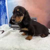 Import Full AKC, a male Miniature Dachshund for sale in Oneonta, NY – Photo 8 of 9