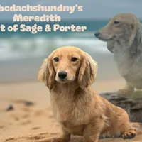 Import Full AKC, a male Miniature Dachshund for sale in Oneonta, NY – Photo 3 of 9