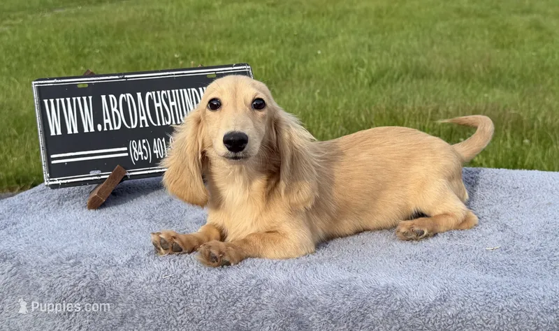 Eng Cream – Miniature Dachshund puppy for sale in Oneonta, NY