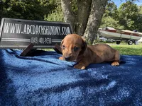 Russian smooth red dapple, a male Dachshund for sale in Oneonta, NY – 4 of 7