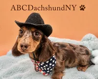 AKC Russian , a male Miniature Dachshund for sale in Oneonta, NY – 2 of 3