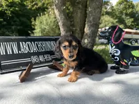 Russian, a female Miniature Dachshund for sale in Oneonta, NY – 2 of 8