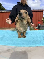 Cream Brindle full AKC, a female Miniature Dachshund for sale in Oneonta, NY – 9 of 10