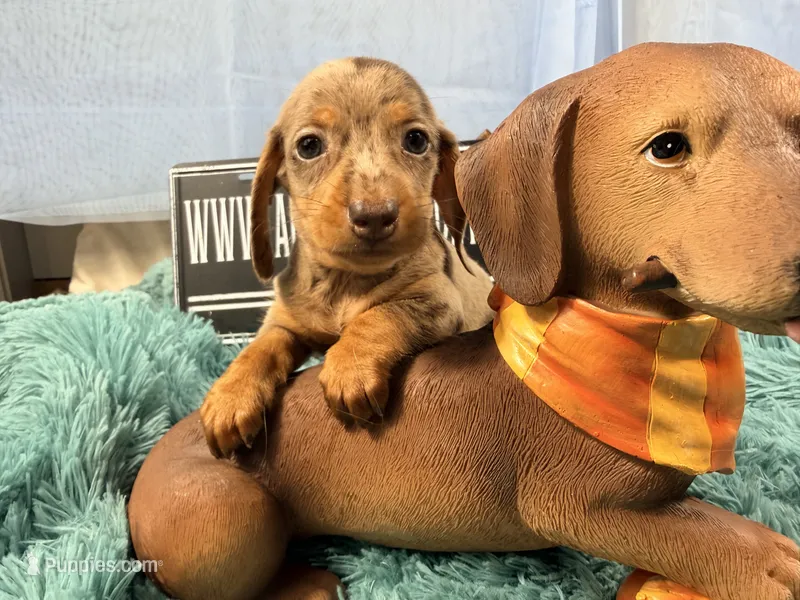 Champion bred AKC import Smooth’s dapple – Miniature Dachshund puppy for sale in Oneonta, NY