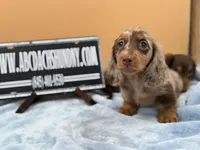 AKC Russian, a male Miniature Dachshund for sale in Oneonta, NY – Photo 3 of 6