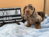 AKC Russian, a male Miniature Dachshund for sale in Oneonta, NY – Photo 6 of 6