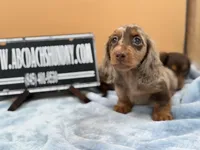 AKC Russian, a male Miniature Dachshund for sale in Oneonta, NY – Photo 4 of 6
