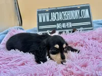 Russian, a female Miniature Dachshund for sale in Oneonta, NY – Photo 7 of 10