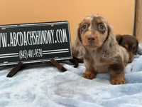 AKC Russian, a male Miniature Dachshund for sale in Oneonta, NY – Photo 2 of 6