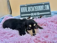 Russian, a female Miniature Dachshund for sale in Oneonta, NY – Photo 9 of 10