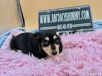 Russian, a female Miniature Dachshund for sale in Oneonta, NY – Photo 10 of 10