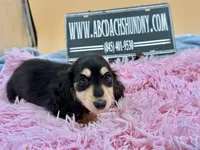 Russian, a female Miniature Dachshund for sale in Oneonta, NY – Photo 8 of 10