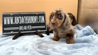 AKC Russian, a male Miniature Dachshund for sale in Oneonta, NY – Photo 5 of 6
