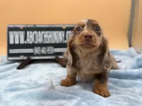 AKC Russian, a male Miniature Dachshund for sale in Oneonta, NY – Photo 1 of 6