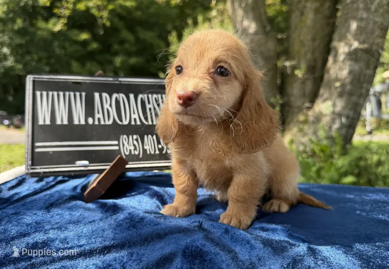 Ee red Russian  – Miniature Dachshund puppy for sale in Oneonta, NY