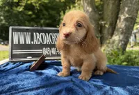 Ee red Russian , a male Miniature Dachshund for sale in Oneonta, NY – 1 of 4