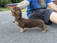Chocolate and cream brindle AKC , a female Miniature Dachshund for sale in Oneonta, NY – 2 of 3
