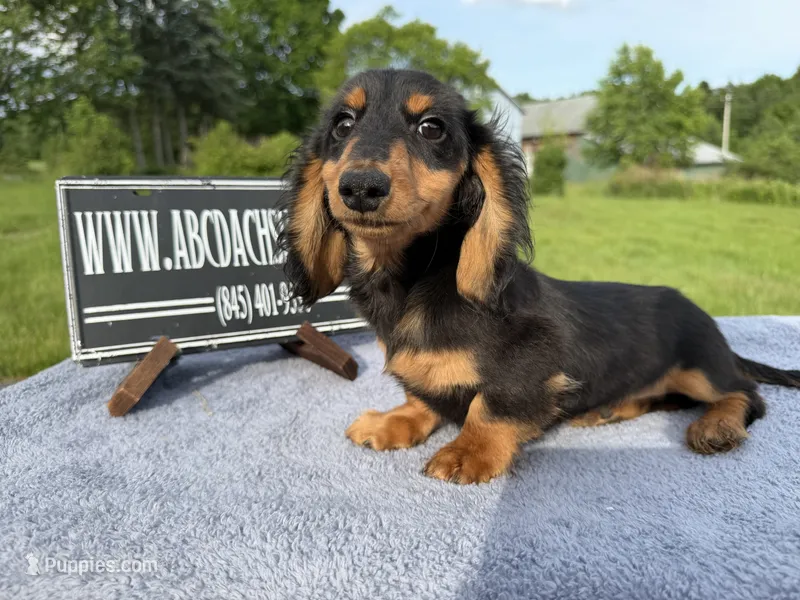 Russian Carrie’s cream sale – Miniature Dachshund puppy for sale in Oneonta, NY