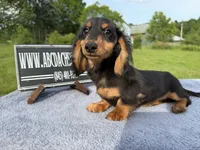 Russian Carrie’s cream sale, a male Miniature Dachshund for sale in Oneonta, NY – 1 of 10