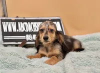 AKC Russian GCH MOM, a male Dachshund for sale in Oneonta, NY – 10 of 10