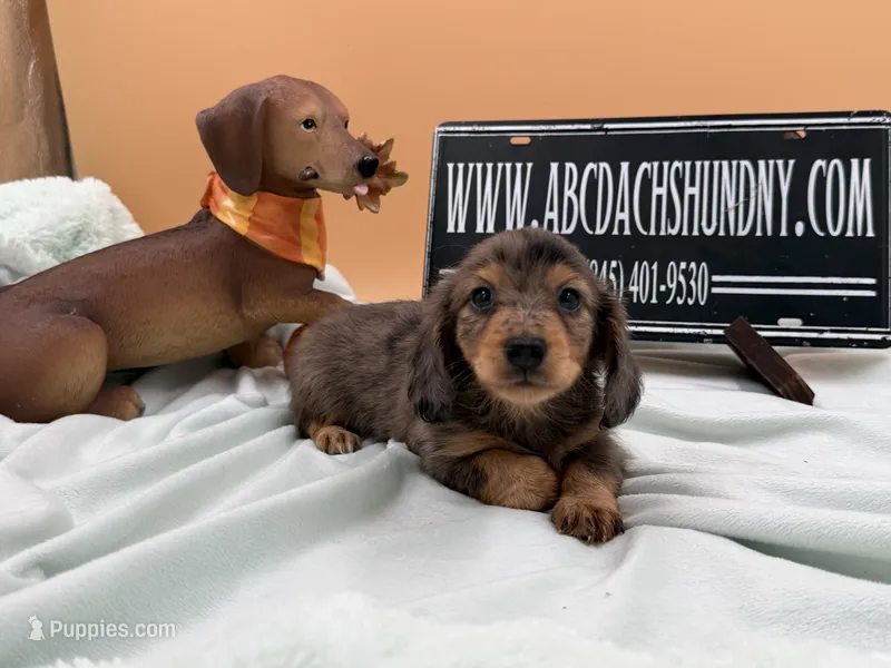 Pick of the litter Russian AKC  – Miniature Dachshund puppy for sale in Oneonta, NY
