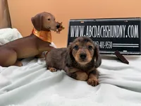 Pick of the litter Russian AKC , a male Miniature Dachshund for sale in Oneonta, NY – 1 of 10