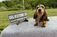 AKC show boy- russian sale, a male Miniature Dachshund for sale in Oneonta, NY – 8 of 10