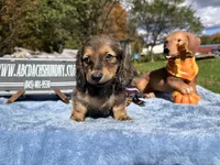 Uk import cream, a male Miniature Dachshund for sale in Oneonta, NY – 8 of 8