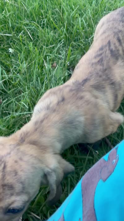 Cream Brindle AKC, a female Miniature Dachshund for sale in Oneonta, NY – 7 of 7