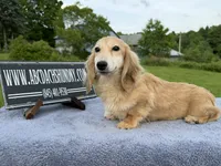 Cream  import, a male Miniature Dachshund for sale in Oneonta, NY – 9 of 9