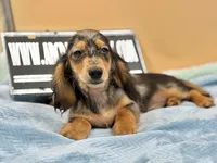 AKC Russian GCH MOM, a male Dachshund for sale in Oneonta, NY – 8 of 10