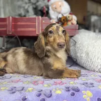 Import, a male Miniature Dachshund for sale in Oneonta, NY – Photo 8 of 8
