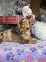 Import, a male Miniature Dachshund for sale in Oneonta, NY – Photo 8 of 8