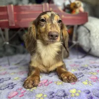Import, a male Miniature Dachshund for sale in Oneonta, NY – Photo 6 of 8