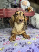 Import, a male Miniature Dachshund for sale in Oneonta, NY – Photo 6 of 8