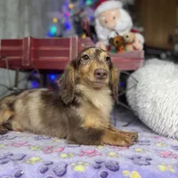 Import, a male Miniature Dachshund for sale in Oneonta, NY – Photo 7 of 8